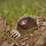 Quelques astuces naturelles pour en finir avec les taupes